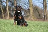 ROTTWEILER 538